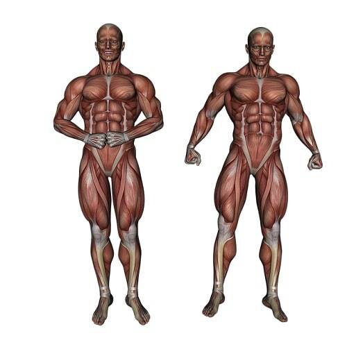 Stretching addominali: gli esercizi più efficaci
