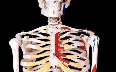 Stretching pettorali: dal semplice all’avanzato